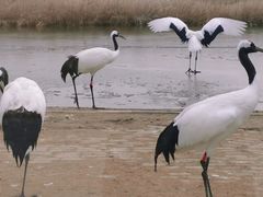 -盐城丹顶鹤湿地生态旅游区