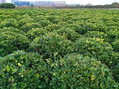 -尚贤河湿地