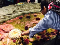 -西雅图水族馆