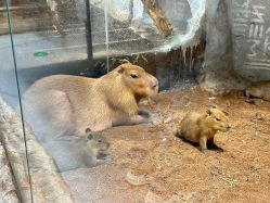 -Zoolung Zoolung动物主题公园(海信广场店)