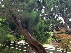 -嘉定紫藤园
