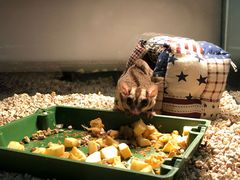 -布鲁豪斯亲子欢乐家庭餐厅
