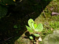 -西岭雪山大飞水景区