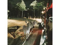 -清迈夜间动物园