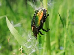 -上海大自然野生昆虫馆(东方明珠·爬宠昆虫探索中心)