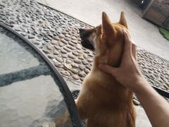 -柴犬高等学院·狗咖·柴犬售卖·宠物训练