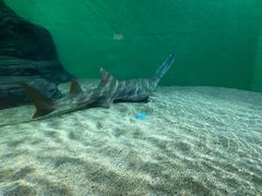 -上海海洋水族馆