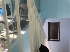 -老吴的猫·猫舍(新区店)