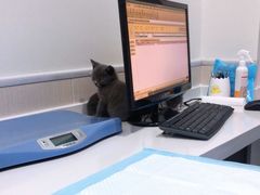 -佳怡动物医院·平价24小时·猫专科骨外科