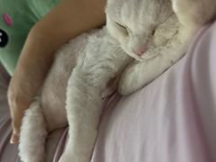 -山宅一喵德文卷毛猫舍