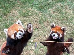 -泉州海丝野生动物世界