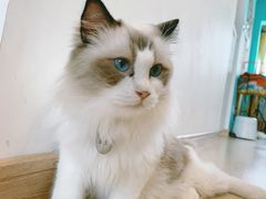 -猫在这儿猫咪咖啡馆·撸猫馆