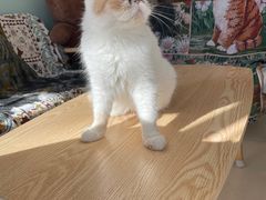 -平行世界·猫咖(首经贸店)