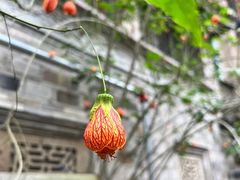 -紫阳古街