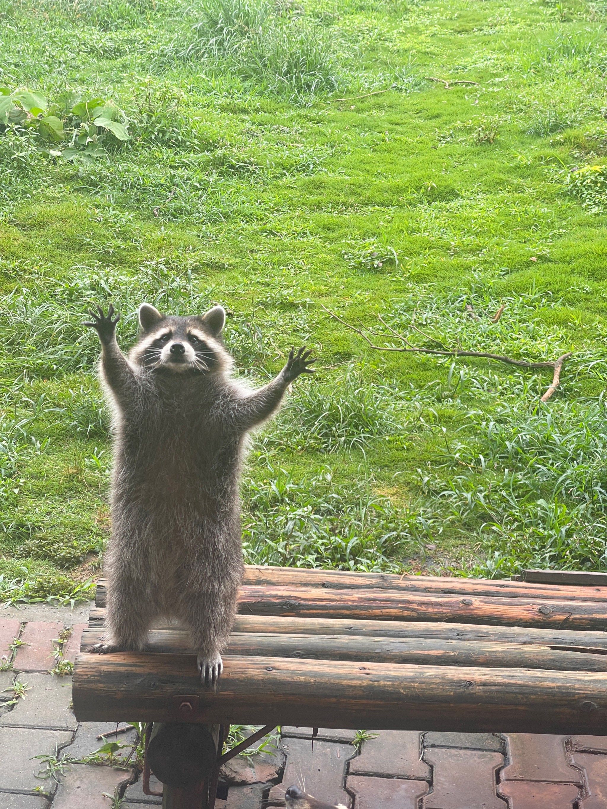 是什么动力让我一拖挑战高温游玩常德动物园[困]