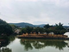 -林屋梅海青梅保护基地