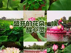 -莲花池公园