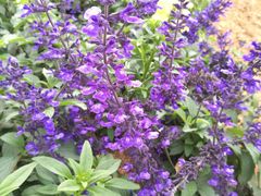-松山湖梦幻百花洲