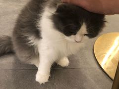 -飞行喵MR PILOT|猫舍·猫咖(静安大融城店)