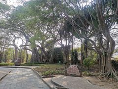 -瑞丽独树成林风景区