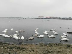 -烟墩角天鹅湖