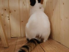 -猫色咖啡·猫咖