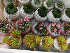 -双季花艺园艺市场(浦东店)