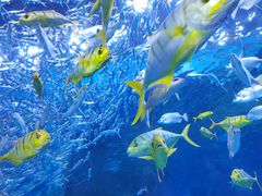 -海合安成都极地海洋公园