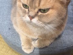 -逗柴咖啡屋·狗咖猫咖宠物桌游