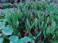 -三圣花乡旅游区