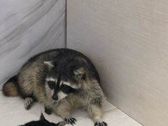 -浣熊柯尔鸭土拨鼠·电玩咖