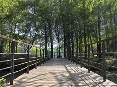 -贡湖湾湿地公园
