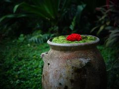 -四季酒店下午茶