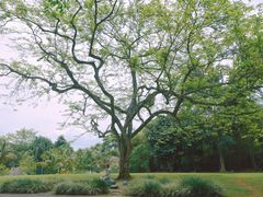 -中国科学院西双版纳热带植物园