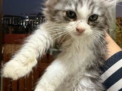 -楼上猫咖(罗湖店)