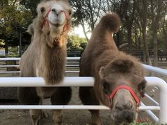 -长白岛森林公园