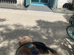 -北京赛佳动物医院