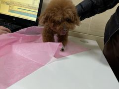 -北京观赏动物医院·24小时大型综合·猫专科·异宠专科