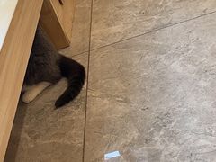 -有猫儿腻咖啡厅.猫咖