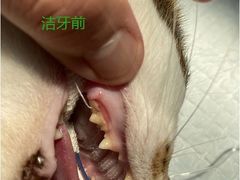 -爱诺耐芙动物医院(万博店)