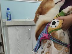 -纳吉亚猫专科动物医院·北北分院
