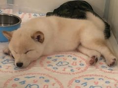 -美联众合动物医院(·中兽医·疑难杂症·严家桥分院)