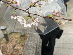 -武汉大学-樱园