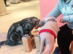 -藏猫猫咖啡主题馆(中央大道店)