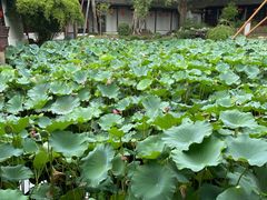 -上海醉白池公园