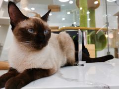 -喵园·猫主题咖啡厅·撸猫·猫咖(国贸店)