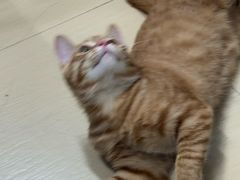 -美美宠物诊疗中心·异宠·骨科(滨江东信分院)