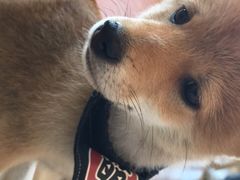 -柴犬小屋·柴餐厅·狗咖食堂(金鼎广场店)