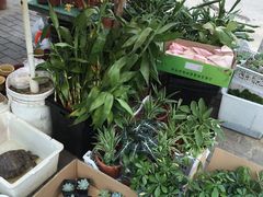 -本溪路花鸟市场(江浦路1709弄小区店)