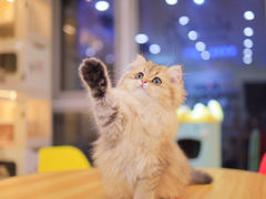 -柚子猫舍·精品猫舍购猫·猫咪认养·购宠·宠物店